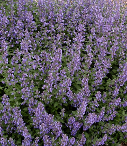 Nepeta × faassenii 'Walker's Low'